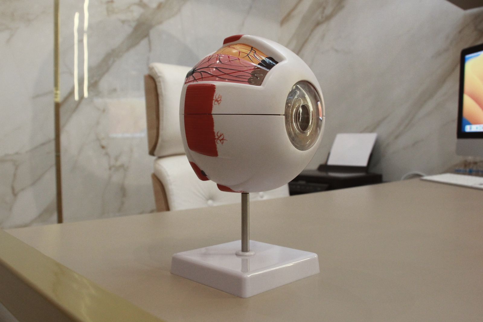 Modelo anatômico do olho para apoio